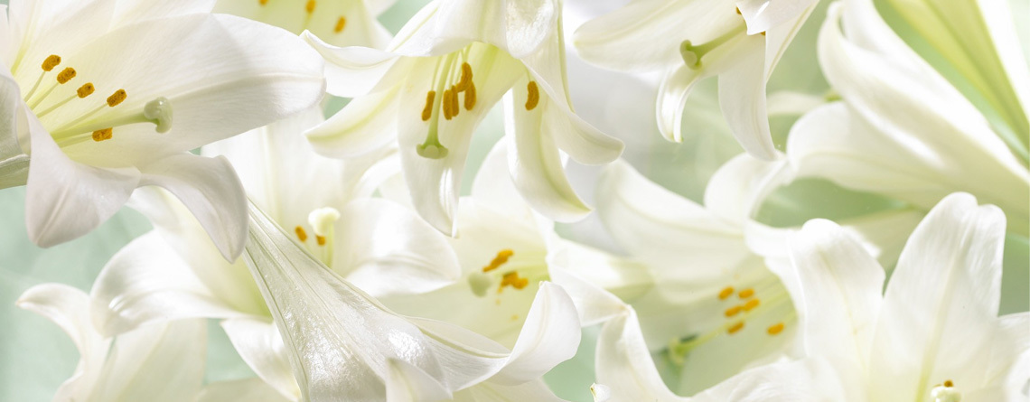 Easter Lily Banner
